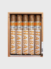 CLE ROBUSTO CRIOLLO